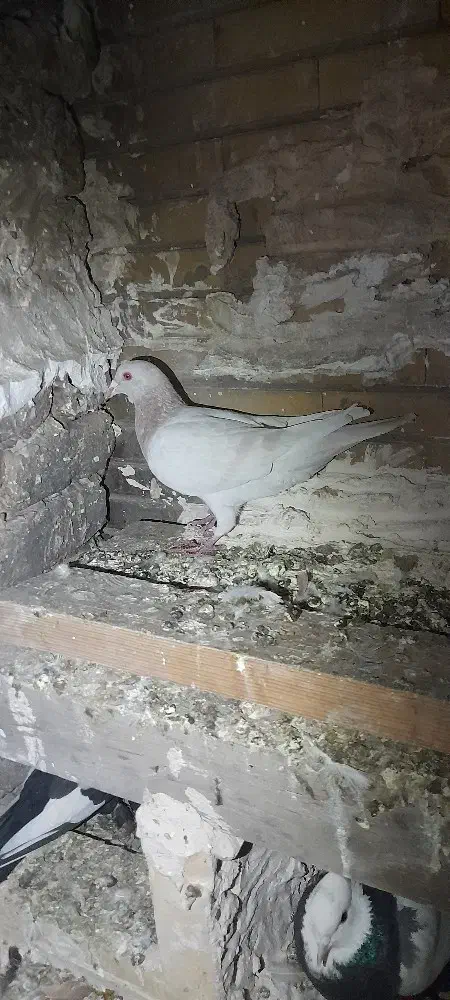 کبوتر کفتر هوایی پرشی جفتگاه|پرنده|مشهد, آزادشهر|دیوار