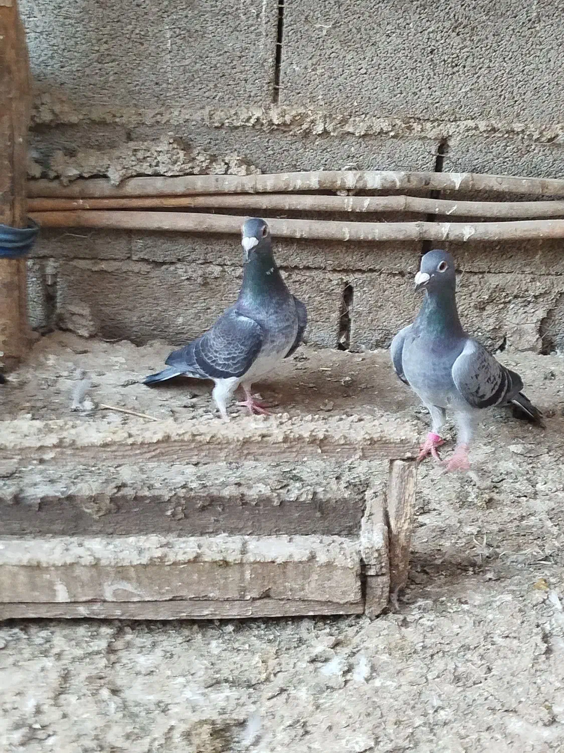 آلمانی جوانه با یک جفت جوجه|پرنده|گنبد کاووس, |دیوار