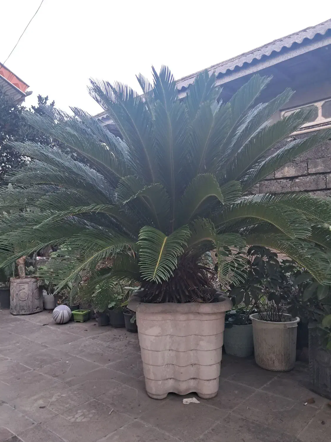 سیکاس|گل و گیاه طبیعی|رشت, آب و برق|دیوار