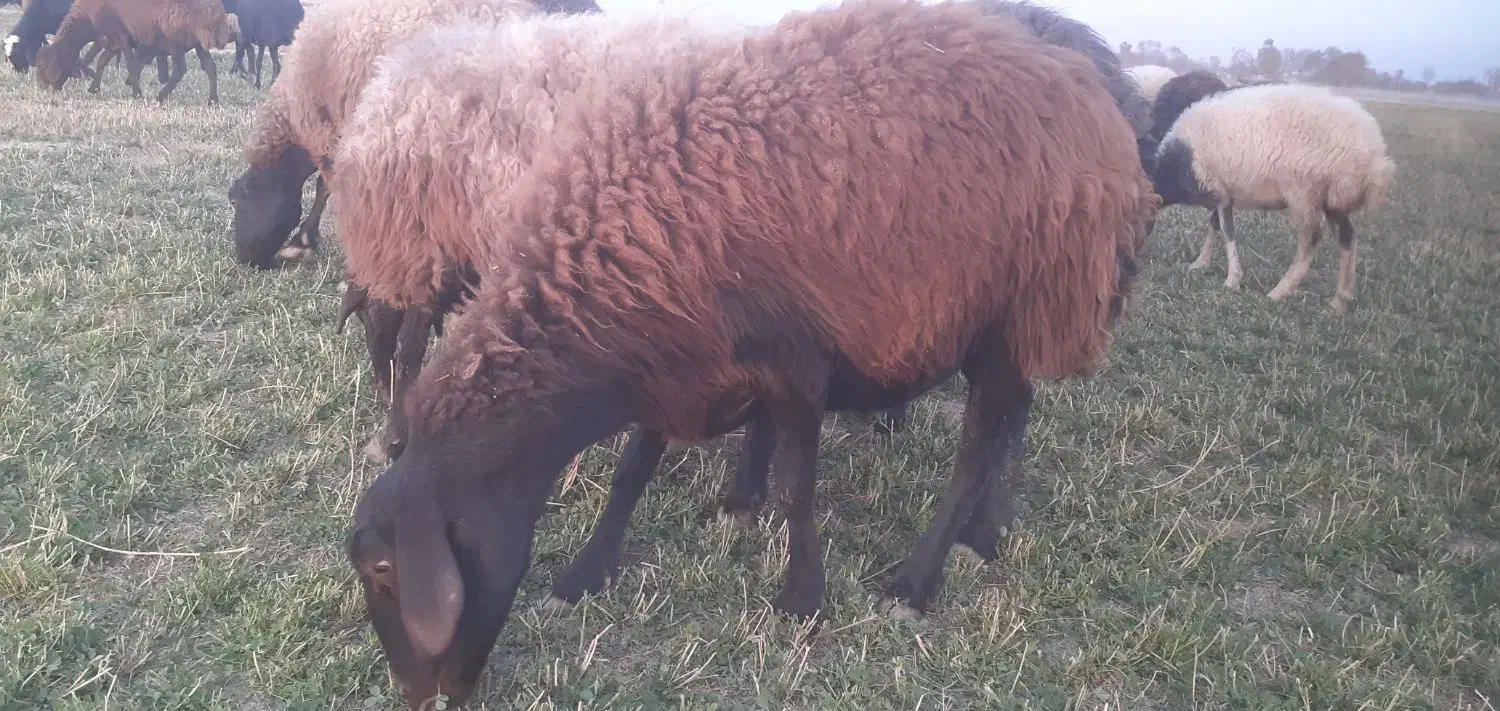 پنج راس میش و شیشک|حیوانات مزرعه|گلپایگان, |دیوار