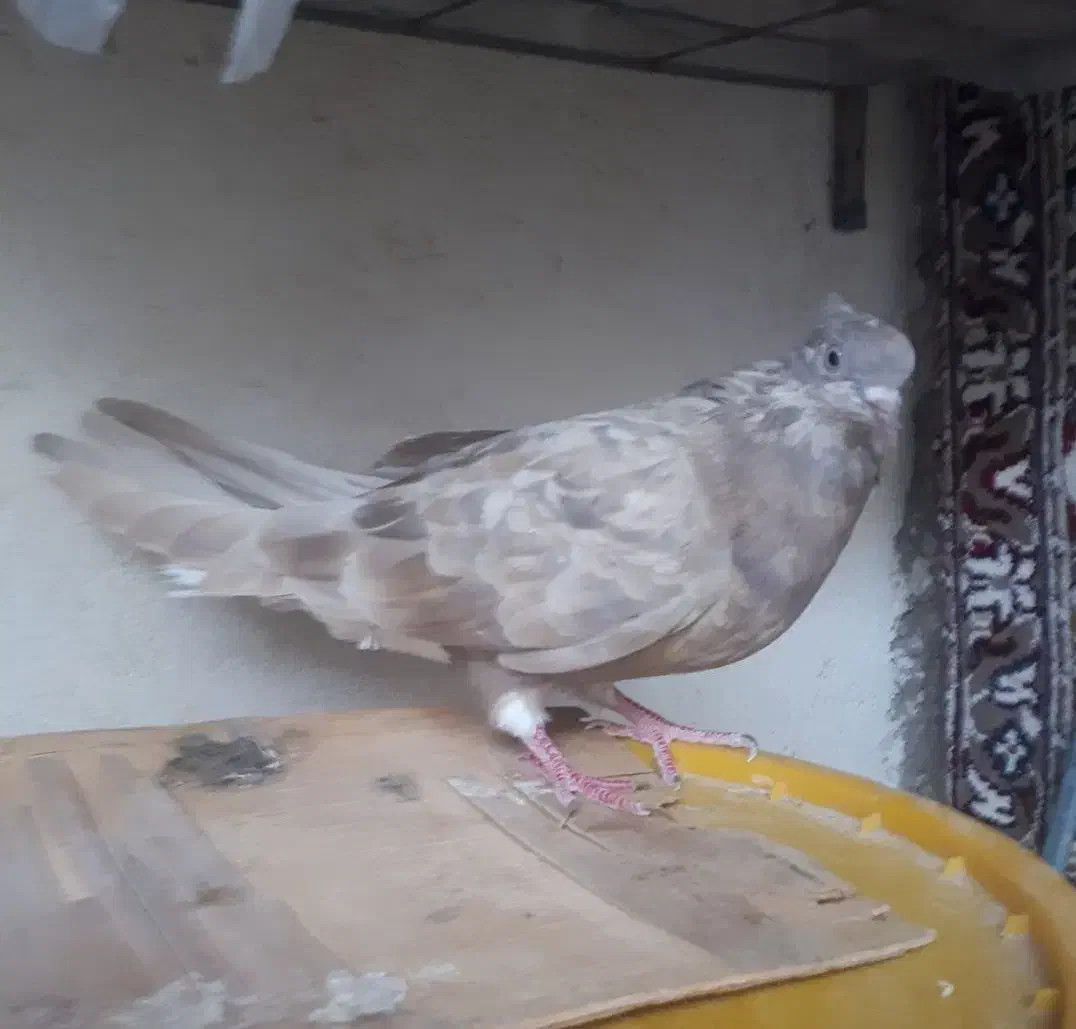 ماده اشعل ۱۴ پر|پرنده|بندر ماهشهر, |دیوار