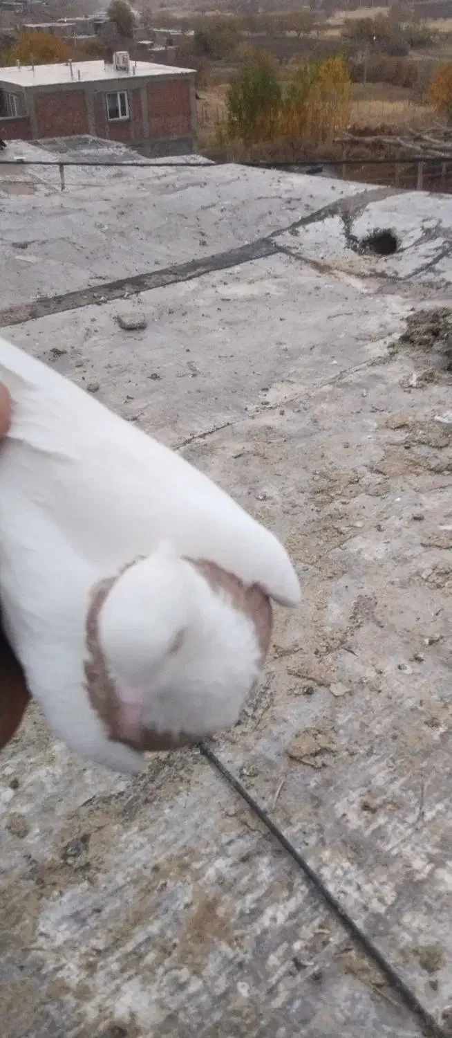 کبوتر|پرنده|مریوان, |دیوار