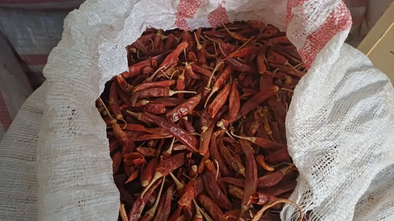 فلفل خشک، فلفل قرمز ، فلفل شاخ بزی، فلفل تند|عمدهفروشی|داراب, |دیوار