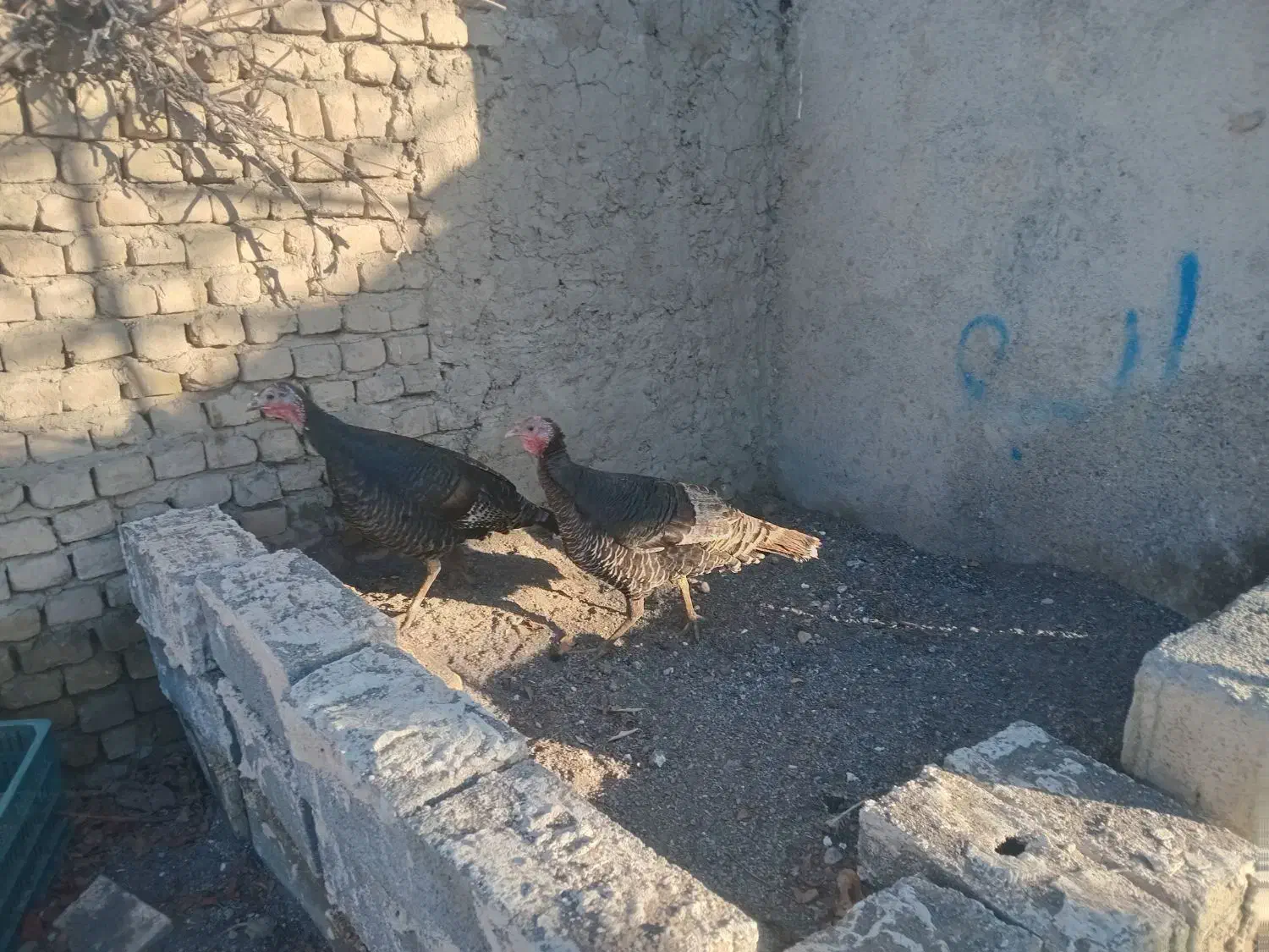 پرندگان|پرنده|مشهد, میان ولایت|دیوار