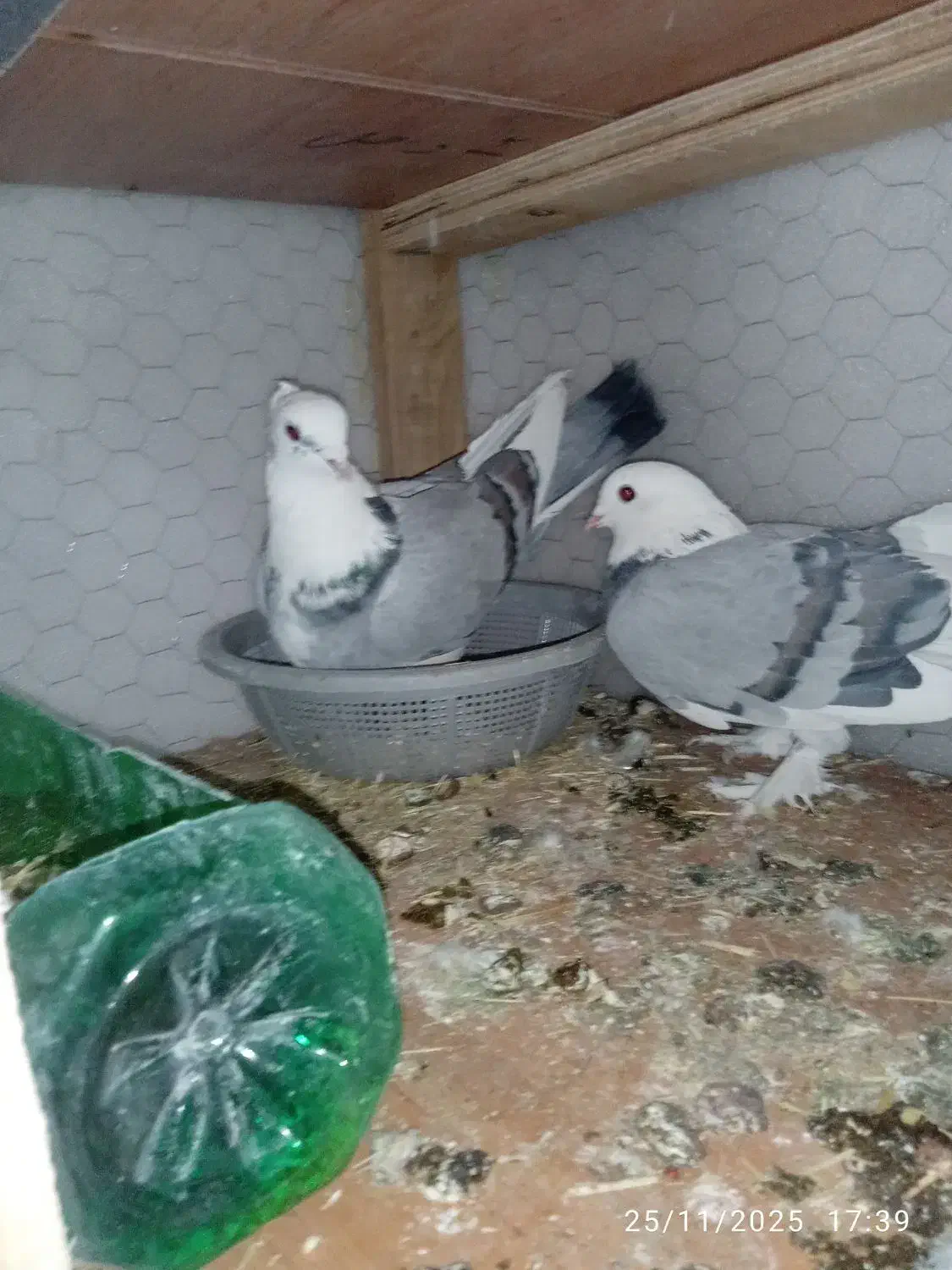 کبوتر شازده و ساتن غلتی|پرنده|تیران, |دیوار