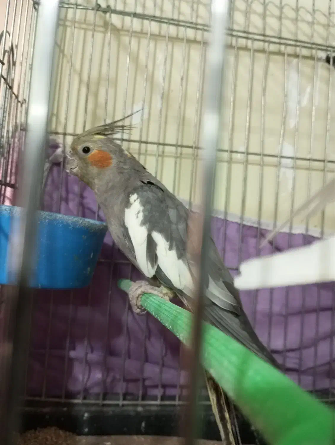 عروس هلندی ماده|پرنده|سبزوار, شهرک ابوذر|دیوار