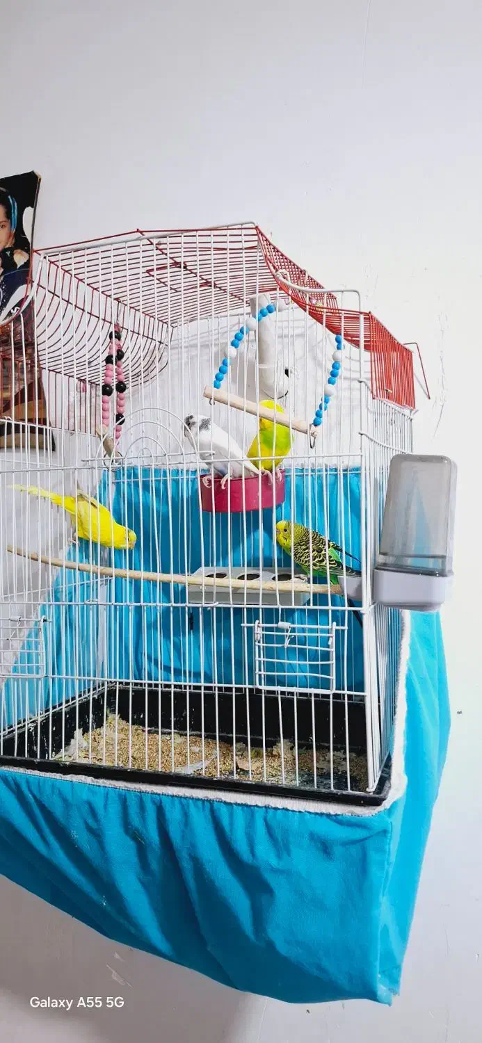 مرغ عشق دستی|پرنده|شوش, |دیوار