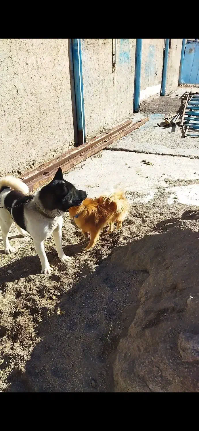 واگذاری|حیوانات|زنجان, |دیوار