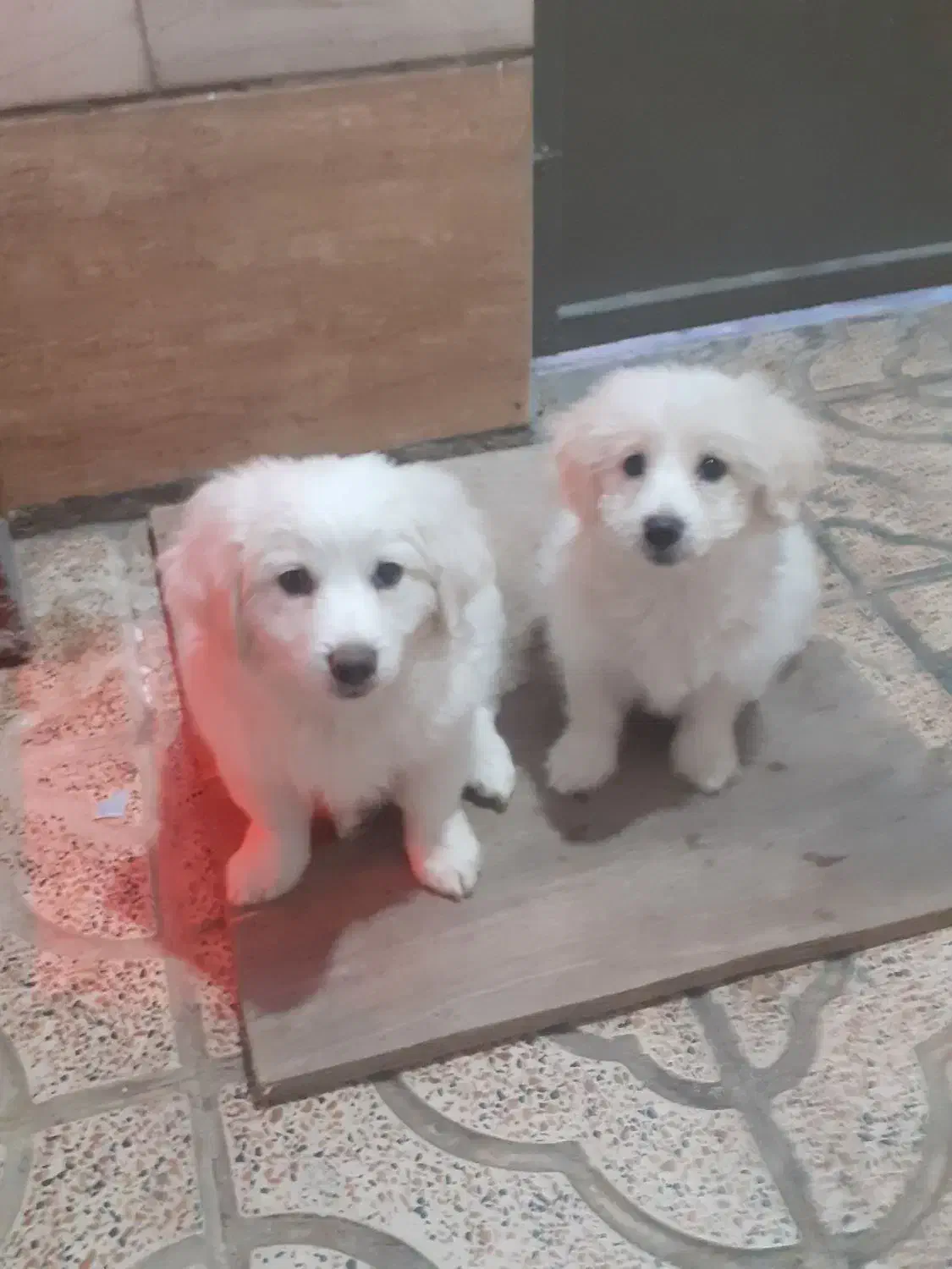 جفت نر و ماده نژاد اشپیتز|سگ|وحیدیه, |دیوار