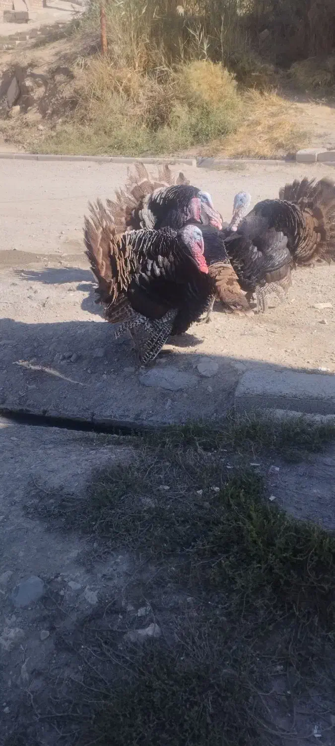 بوقلمون نر اصل محلی|حیوانات مزرعه|مهاباد (آذربایجان غربی), |دیوار