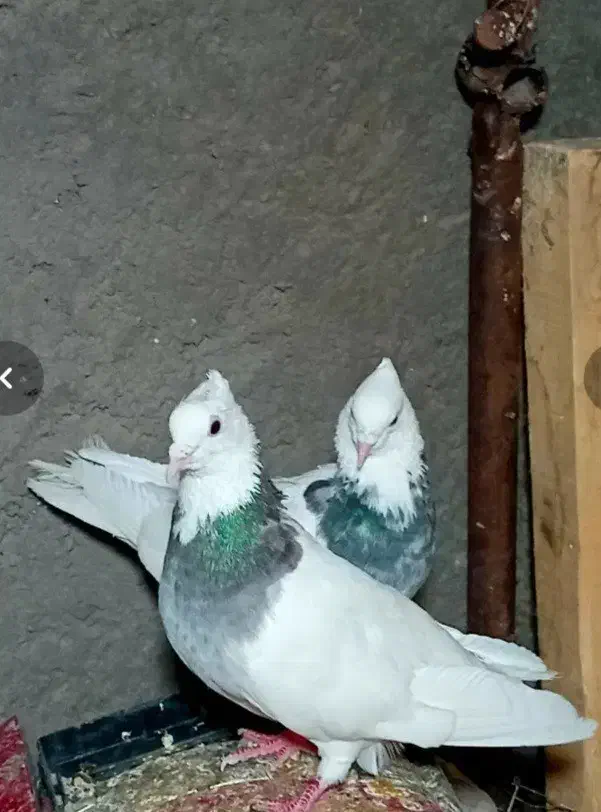 طوقی مفت معاوضه|پرنده|رفسنجان, |دیوار