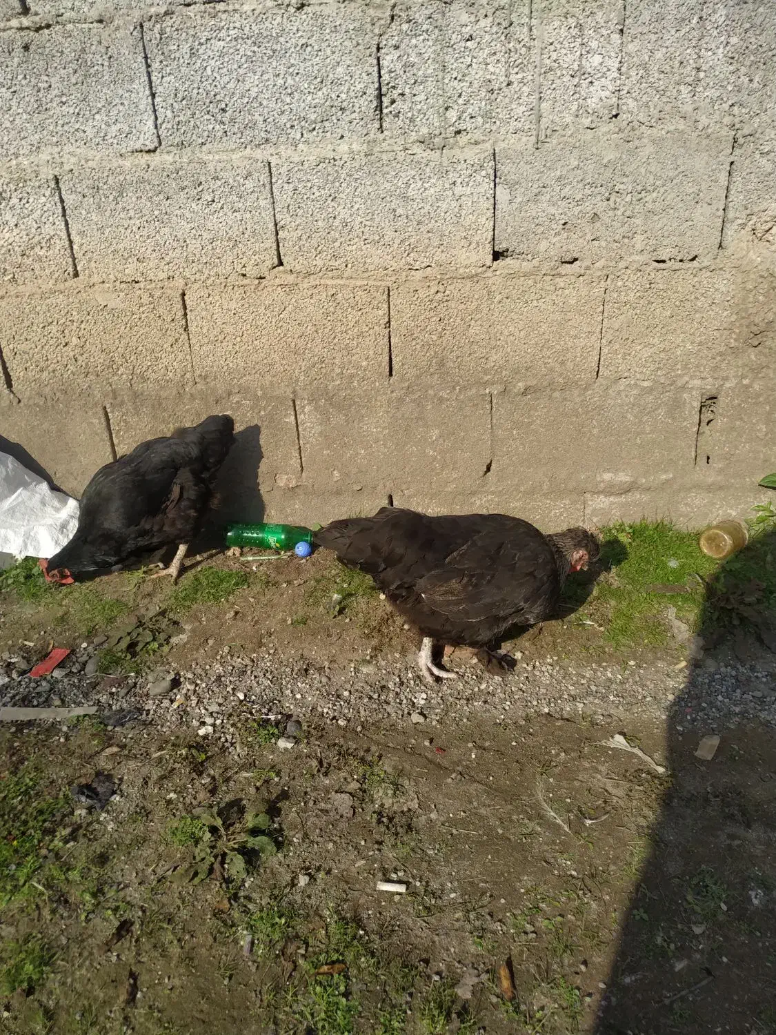 مرغ و خروس محلی|حیوانات مزرعه|رشت, تازه آباد|دیوار