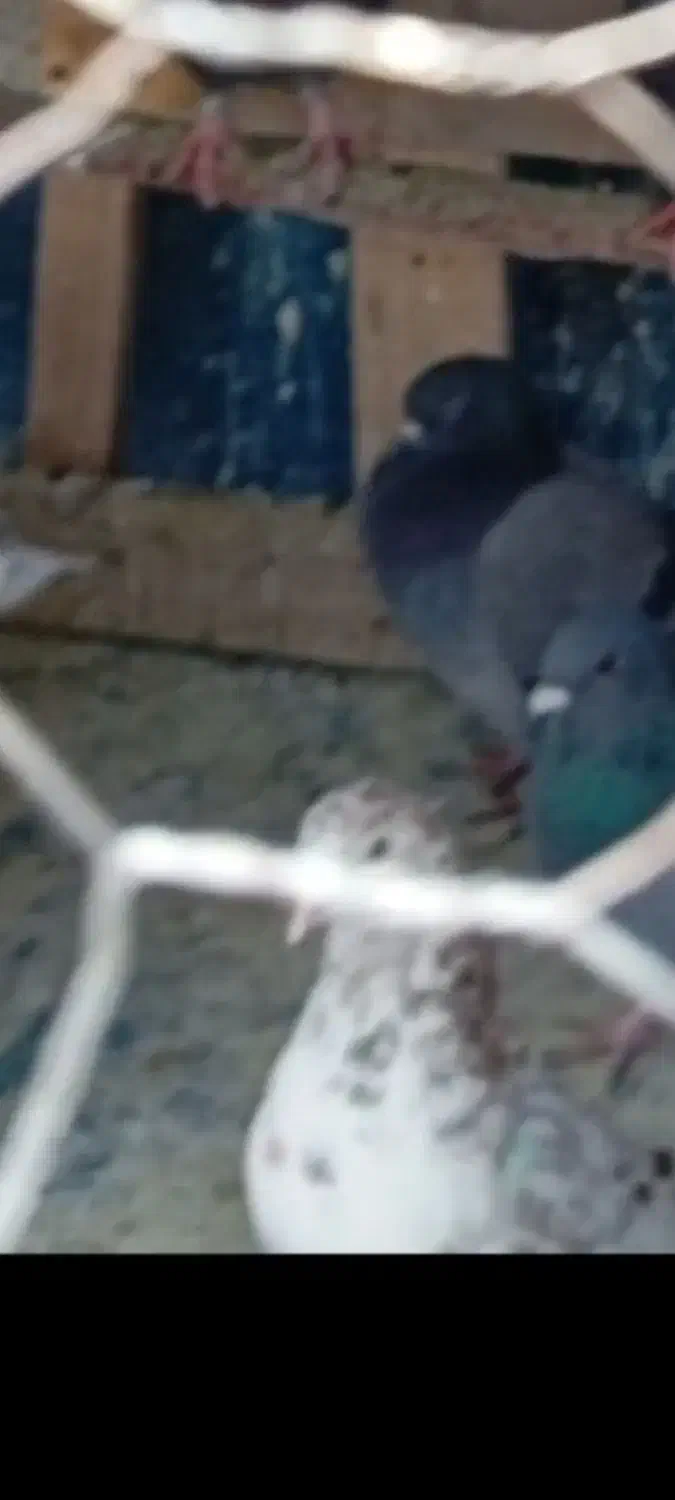 کبوتر|حیوانات|پاکدشت, پاکدشت (مامازند)|دیوار