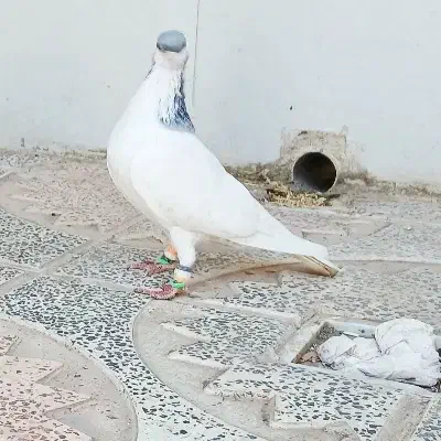 نر بدون ایراد شصتی گبود|پرنده|الوند, |دیوار