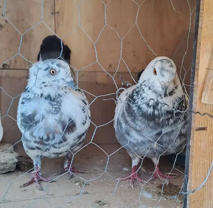 چند طوق|پرنده|تهران, مخصوص|دیوار