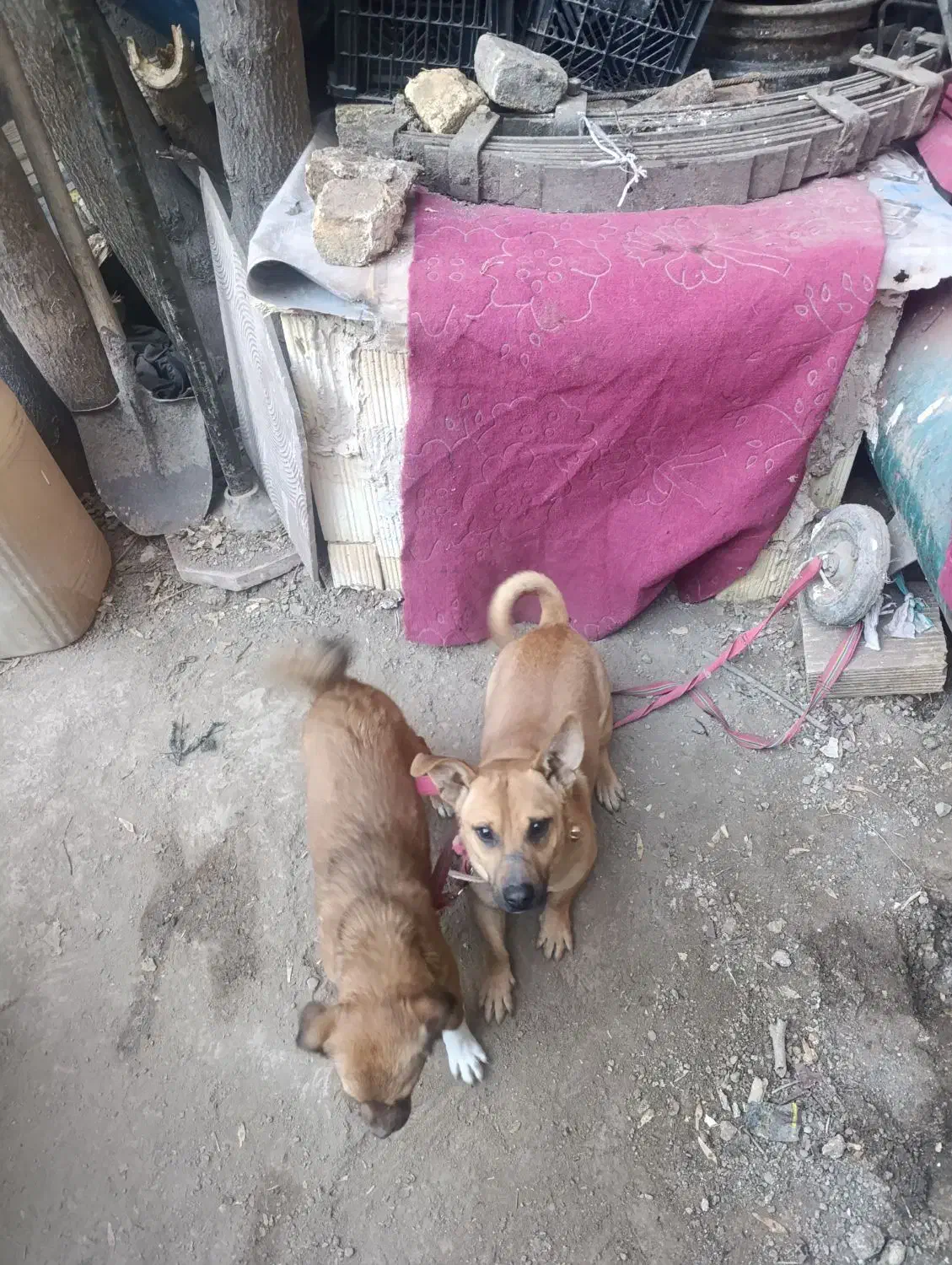 سگ پاپی|سگ|مشهد, جلالیه|دیوار