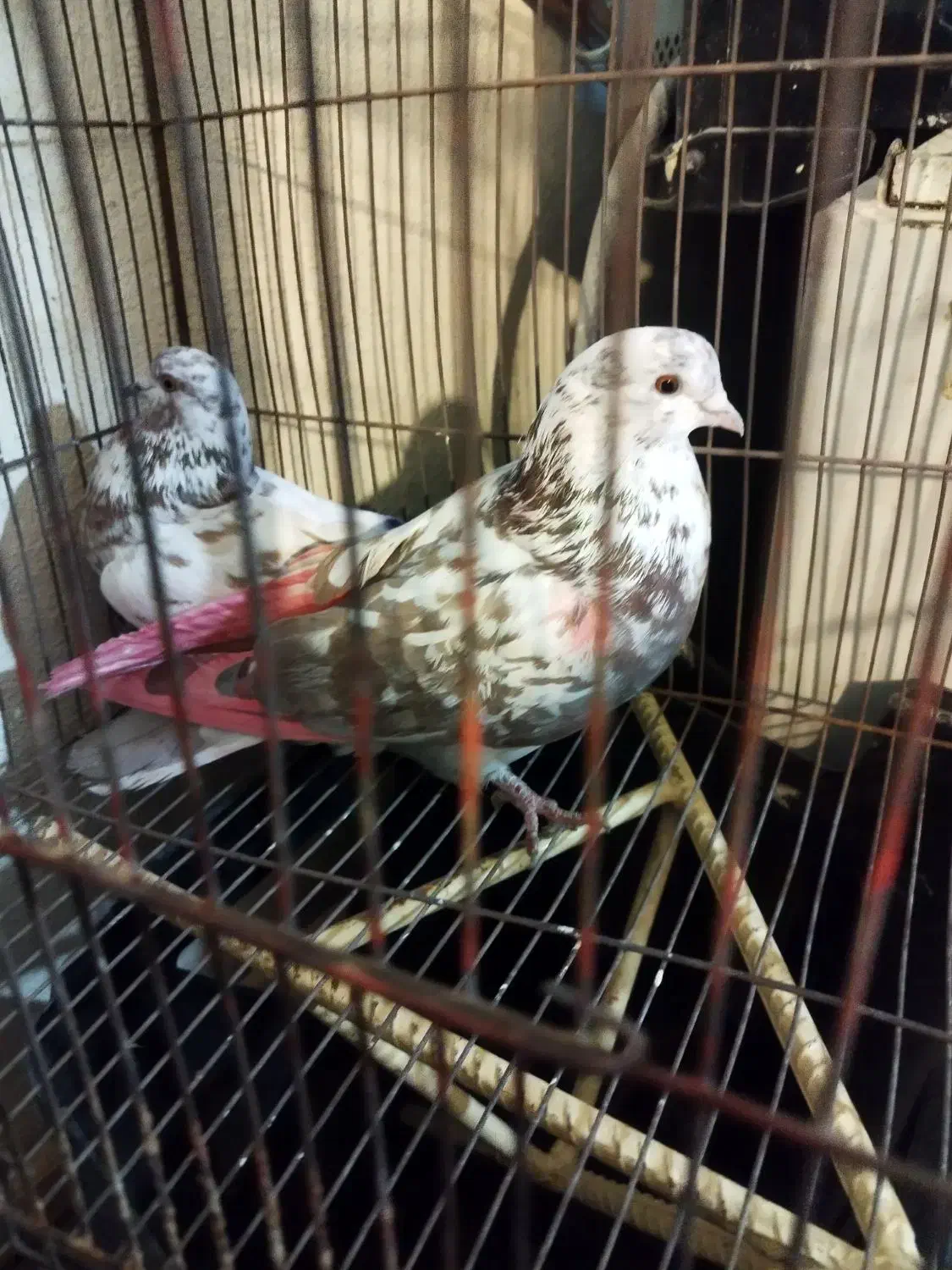 کبوتر گرفته|حیوانات|ایلام, |دیوار