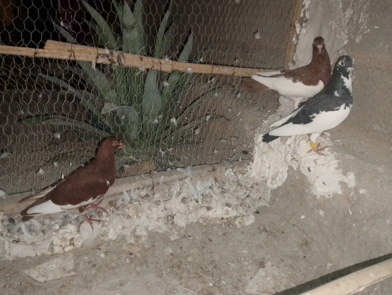 سه عدد یهودی|پرنده|مهر, |دیوار