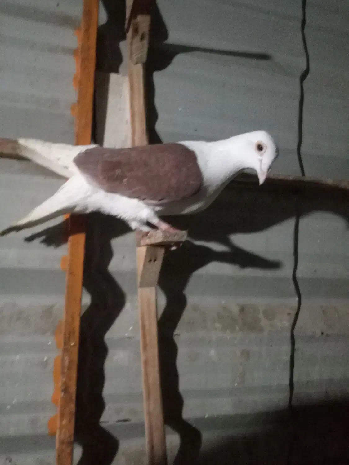 زرددنش .گراف .سار..زاغ کرمانی|پرنده|مشهد, جوادیه|دیوار