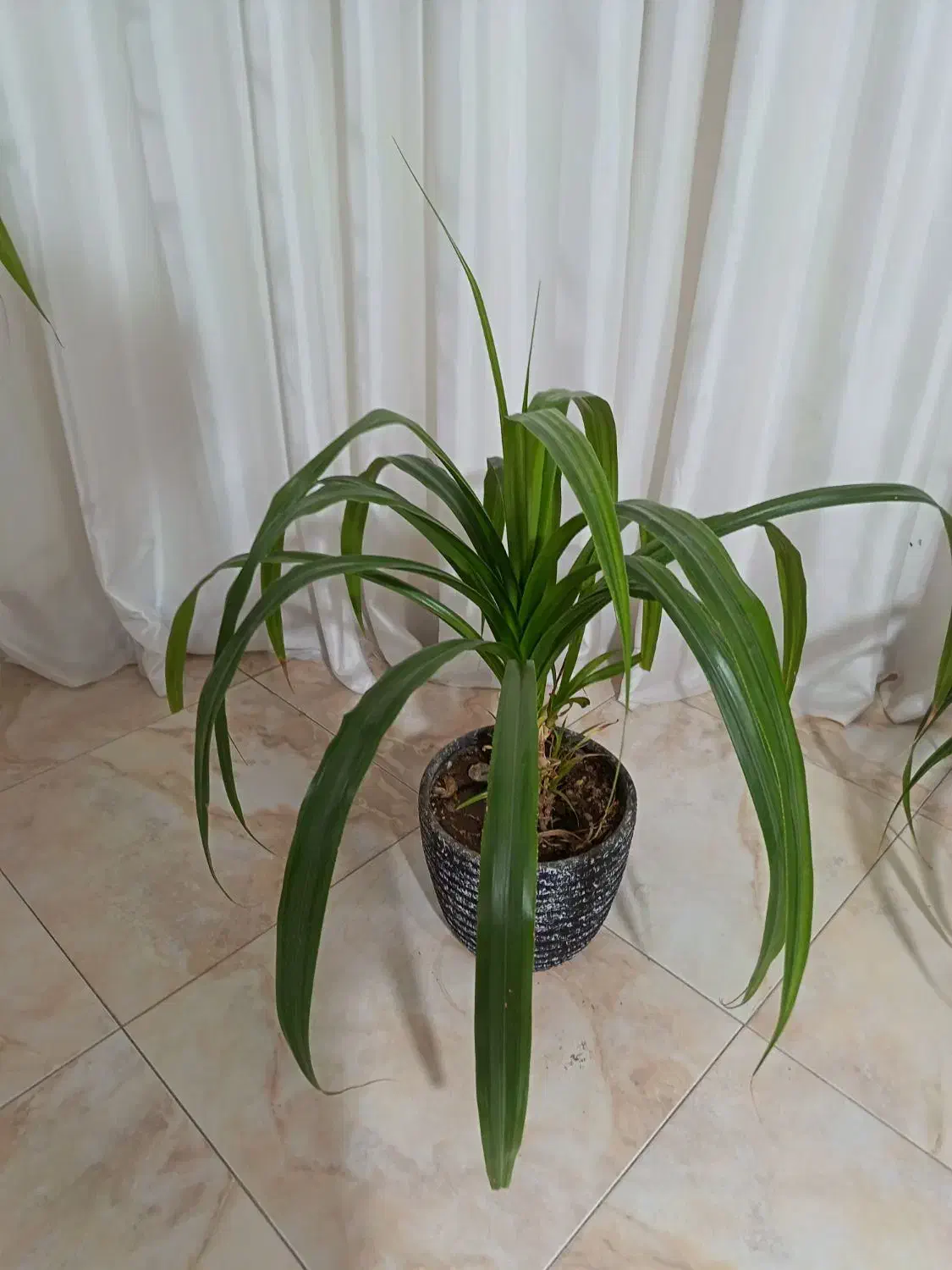 گل پاندانوس خیلی بزرگ و غول پیکر|گل و گیاه طبیعی|نیشابور, امام|دیوار