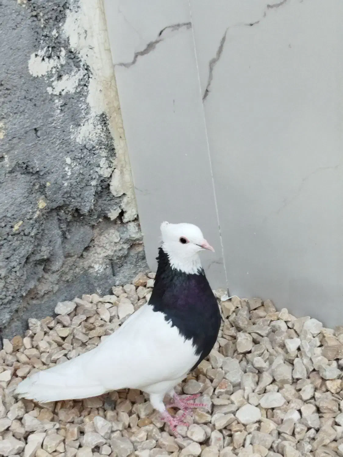 طوقی سیاه ماده|پرنده|گله دار, |دیوار