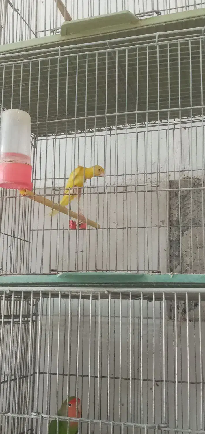 قناری|پرنده|مهاجران, |دیوار