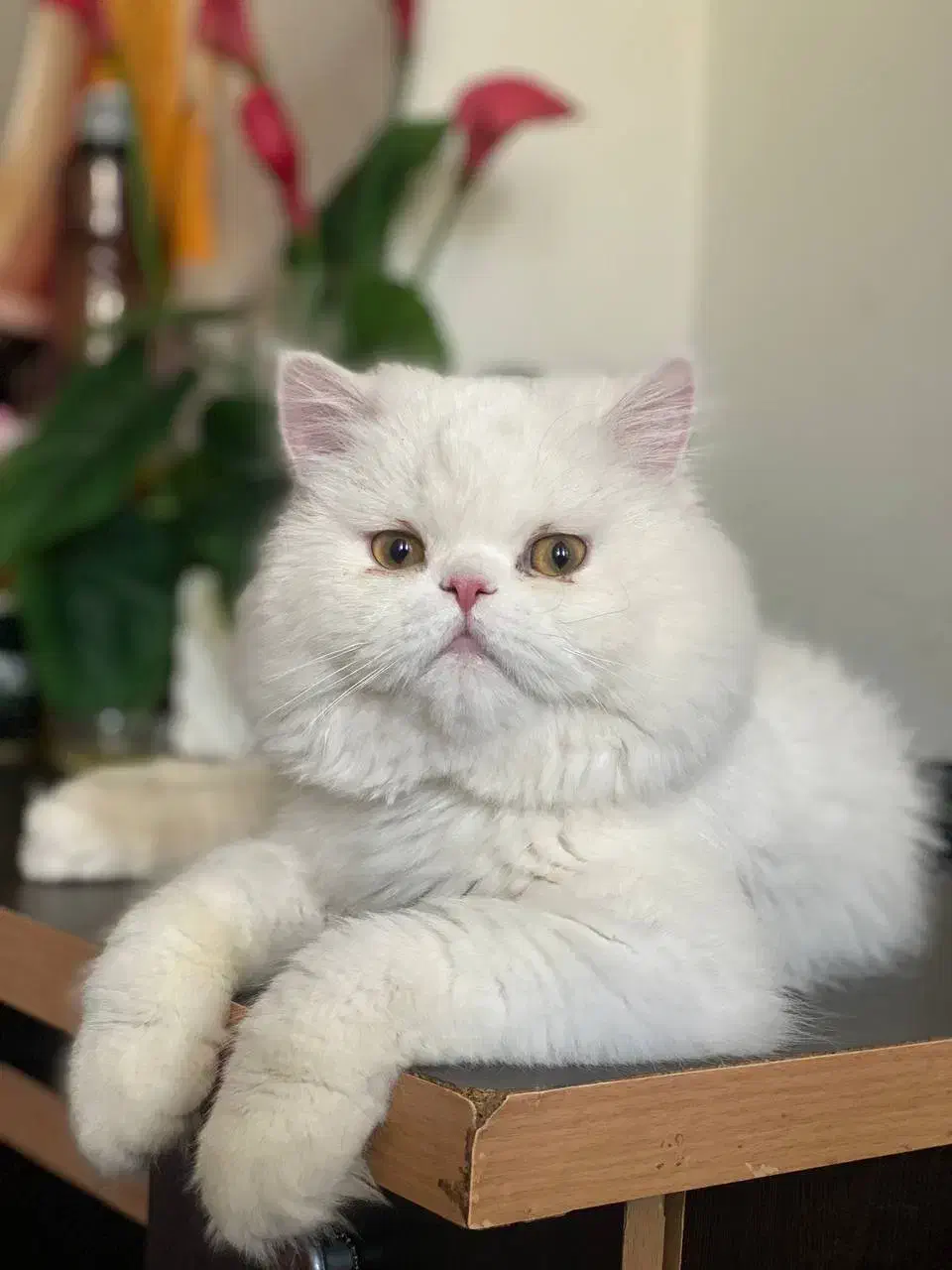 گربه گمشده محدوده مفتح توحید|گربه|بیرجند, |دیوار