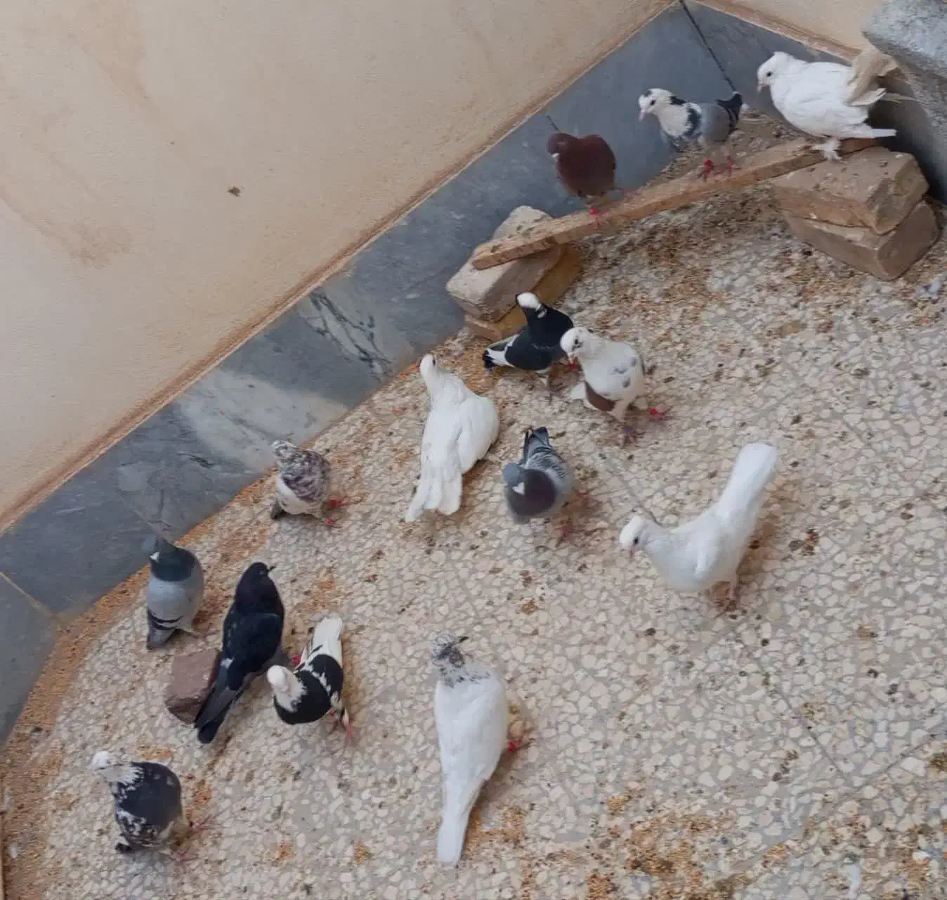 کبوتر|پرنده|کاشان, راوند|دیوار