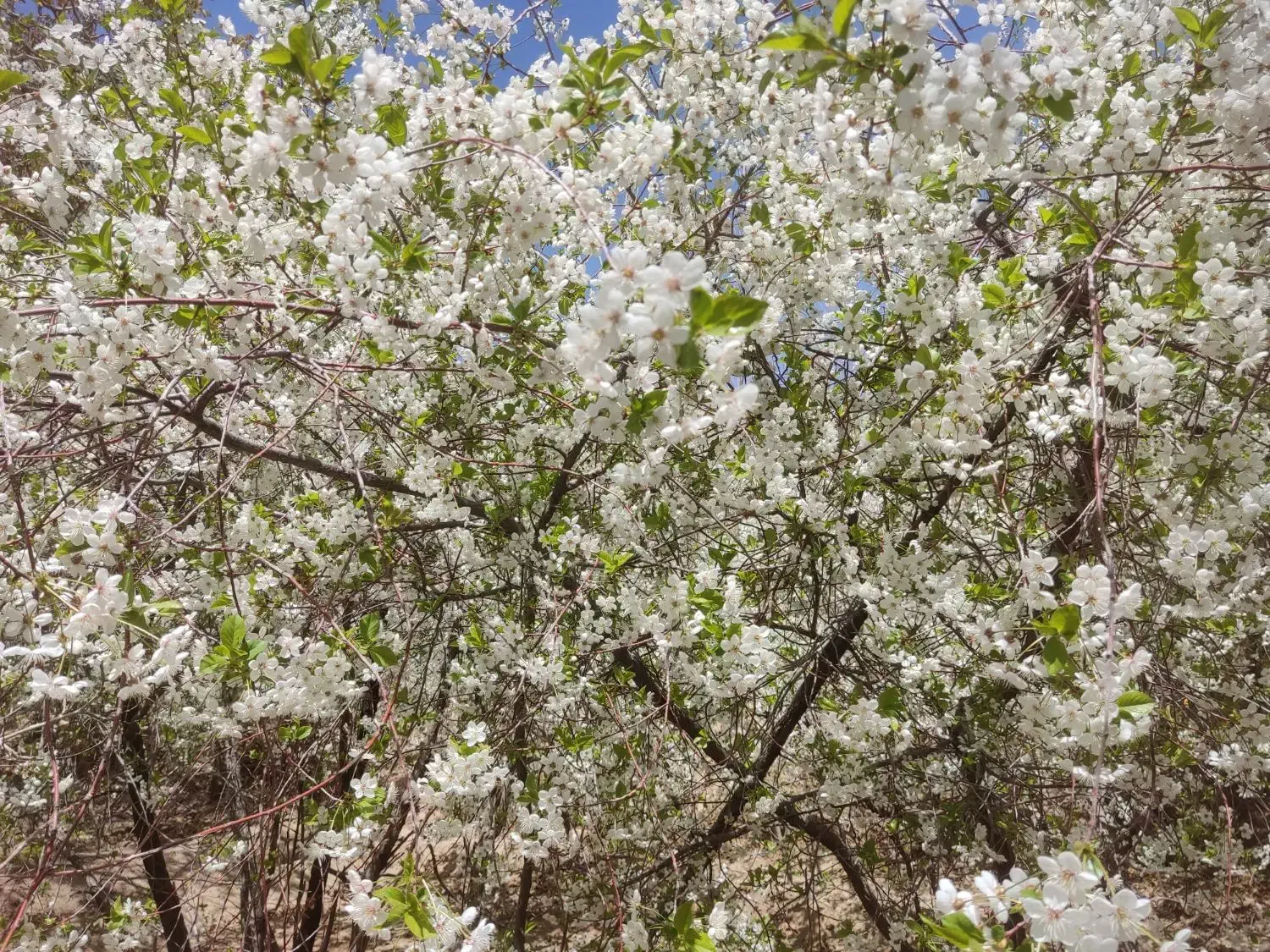 فروش فوری زمین خانه باغ سخوید جای خوب وعالی .|فروش زمین و ملک کلنگی|نیر (یزد), |دیوار