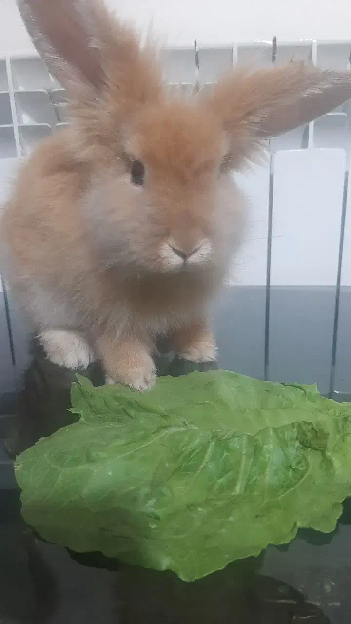 خرگوش لوپ|موش و خرگوش|پاکدشت, پاکدشت (مامازند)|دیوار