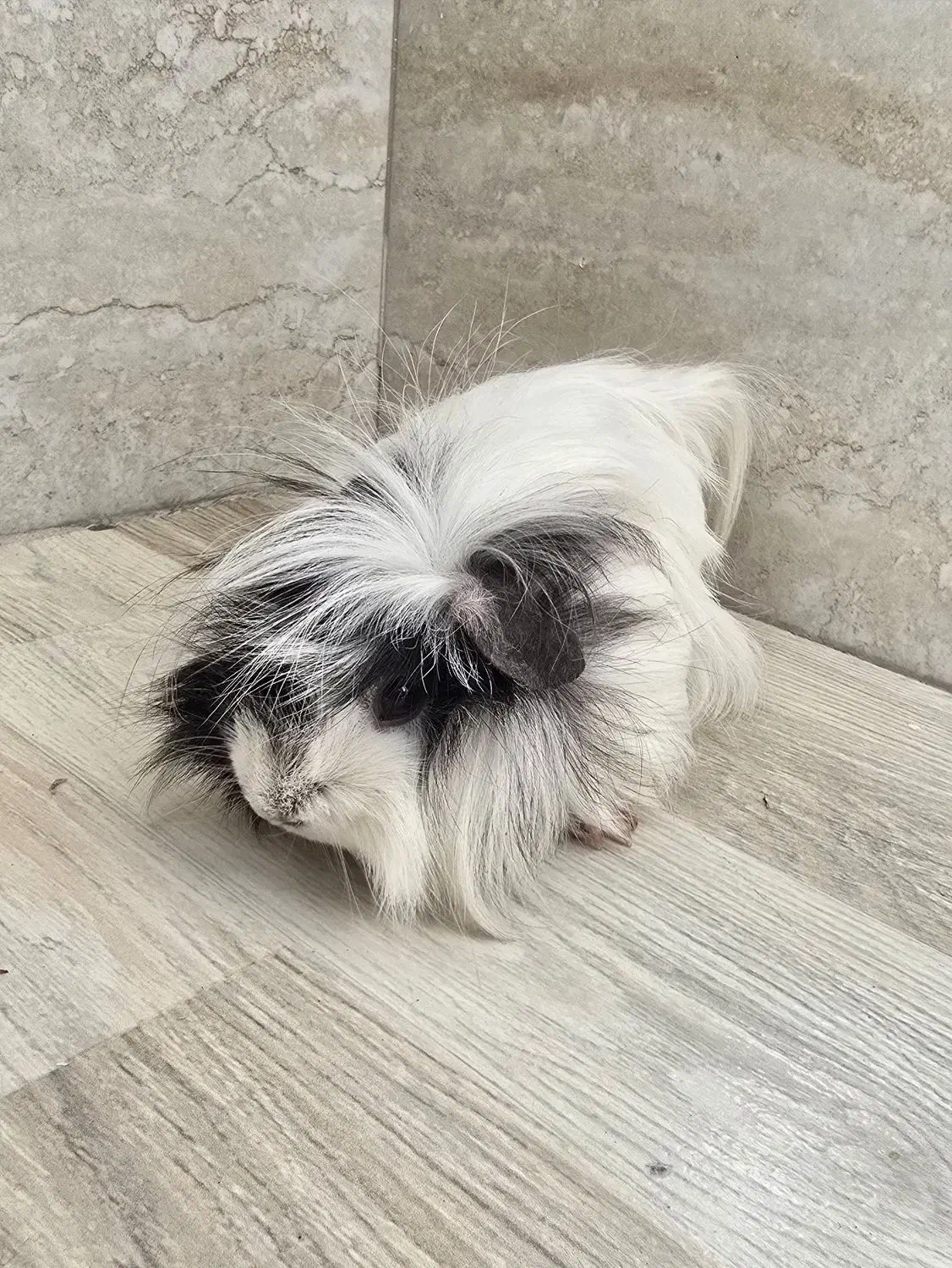 حیوون خونگی خوکچه هندی|موش و خرگوش|مراغه, |دیوار