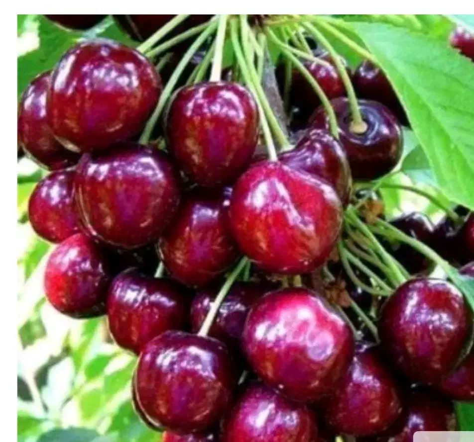 نهالستان|خدمات باغبانی و درختکاری|زاینده رود, |دیوار