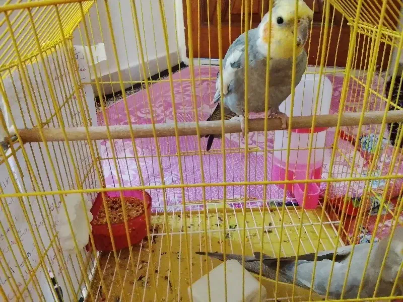 پرنده|پرنده|تهران, بوستان چیتگر|دیوار