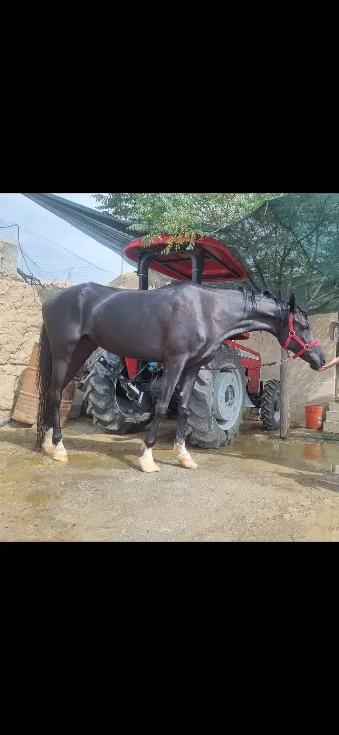 اسب مادیون عرب ایرانی|اسب و تجهیزات اسبسواری|ابرکوه, |دیوار