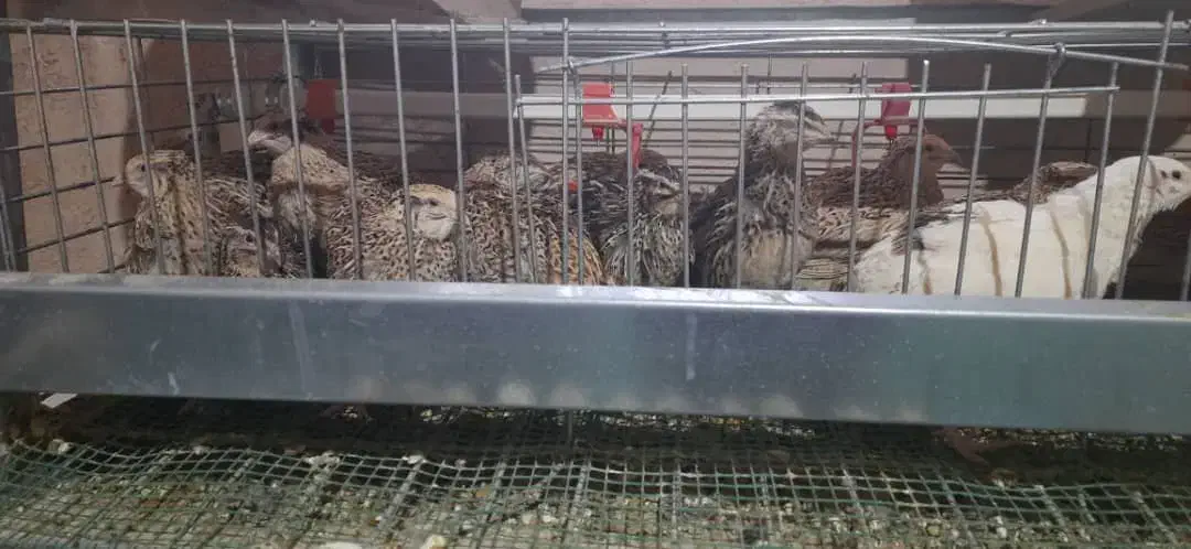 تخم بلدرچین خونگی خوراکی و نطفه دار|حیوانات مزرعه|نجف‌آباد, شهدای غربی|دیوار