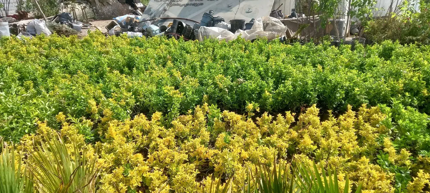 شمشاد سبز طلایی رز ساناز رونده میم انگور چسبک|خدمات باغبانی و درختکاری|مشهد, باغستان|دیوار