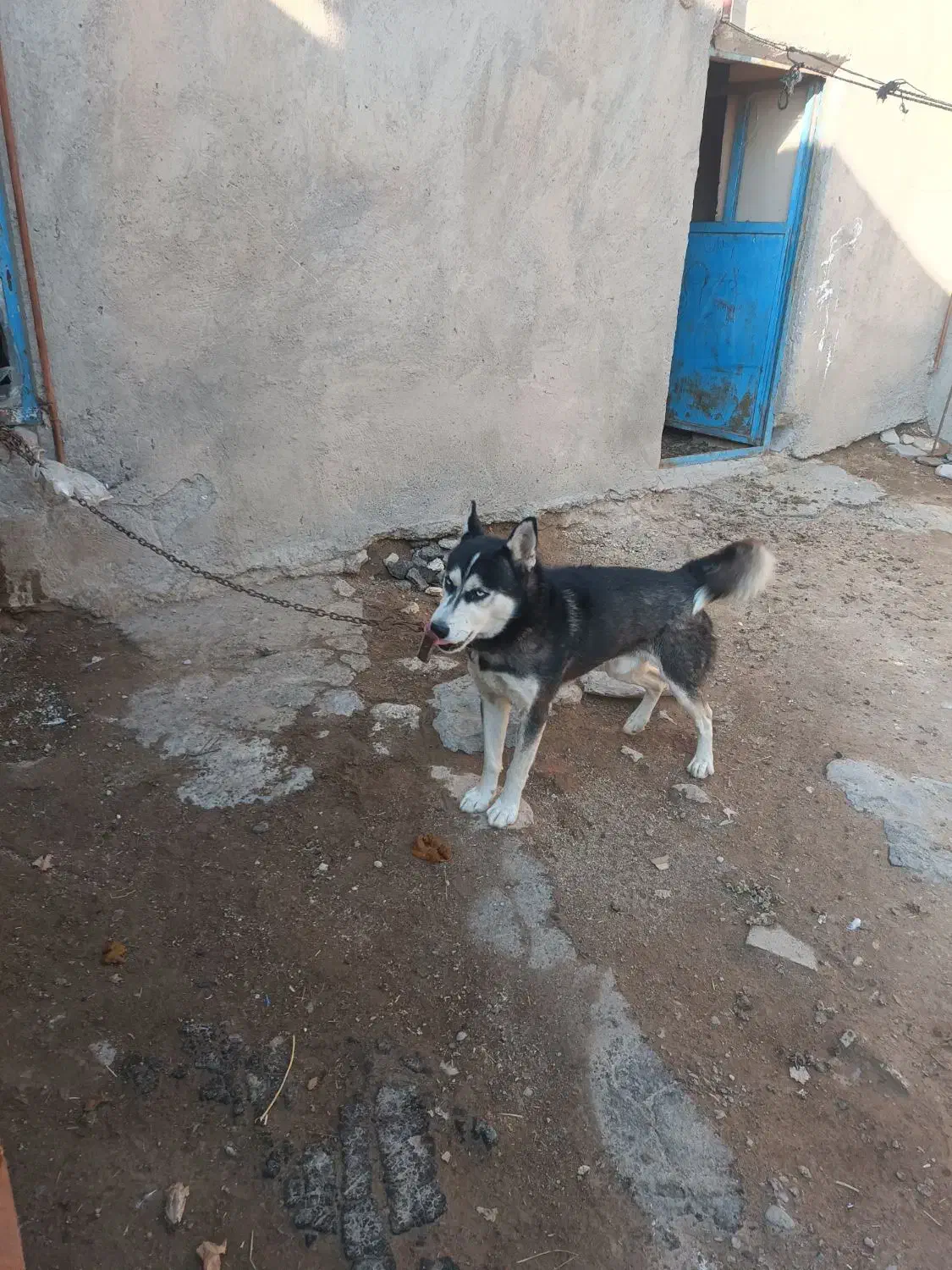 فروش سگ هاسکی سالم|سگ|مراغه, |دیوار