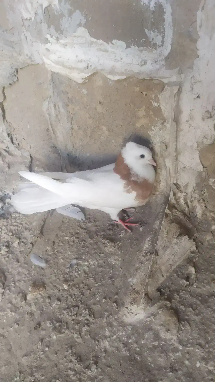 طوقی کرمانشاهی|پرنده|آبدانان, |دیوار