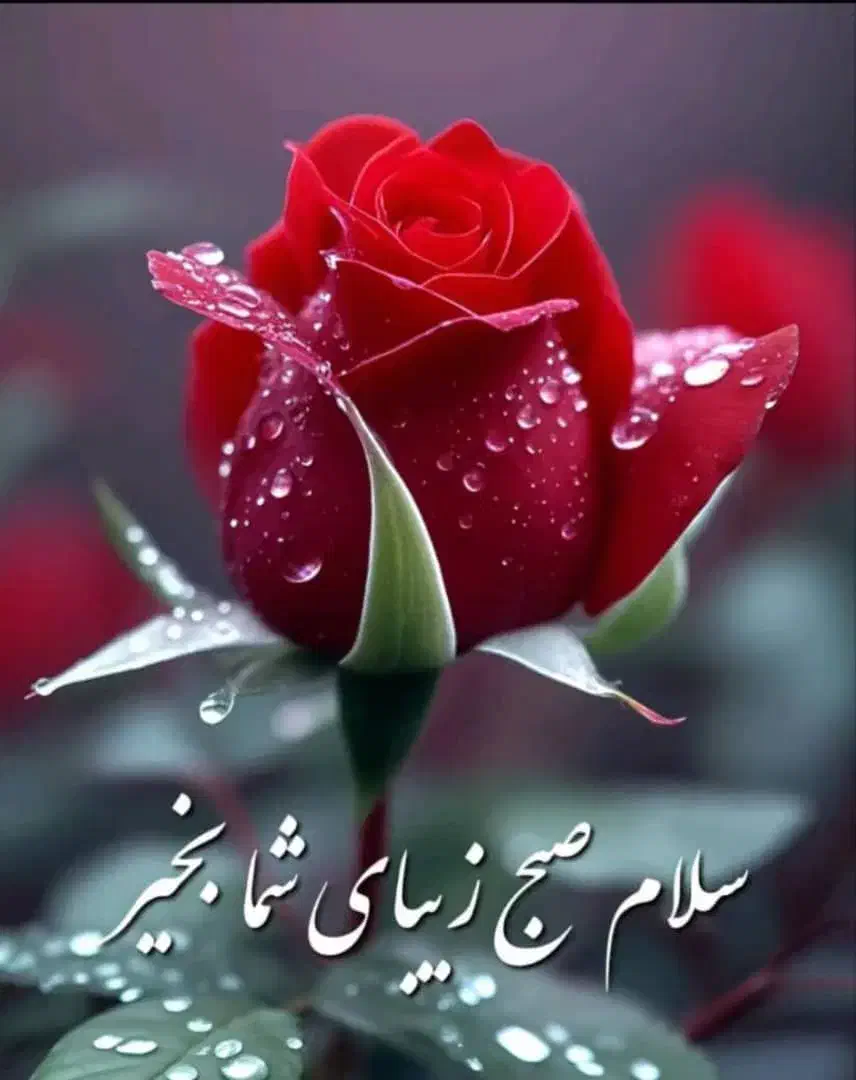 نظافت منزل|خدمات نظافت|بم, |دیوار