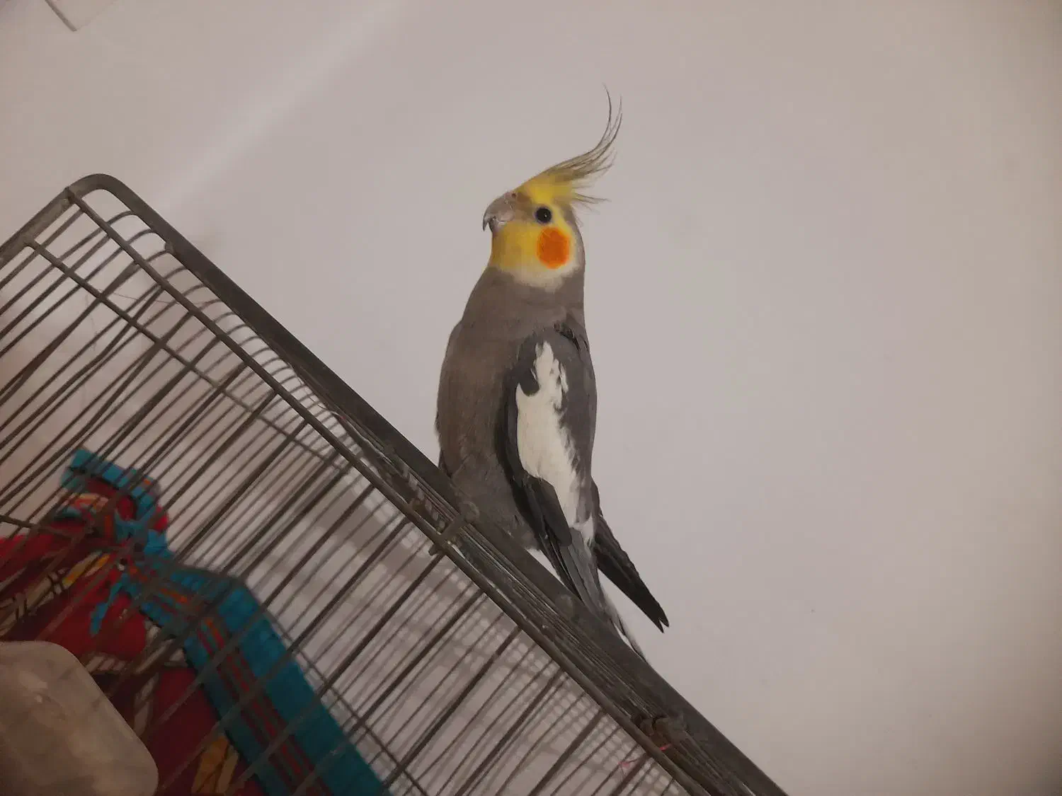 عروس هلندی نر سینامون|پرنده|پاکدشت, پاکدشت (مامازند)|دیوار