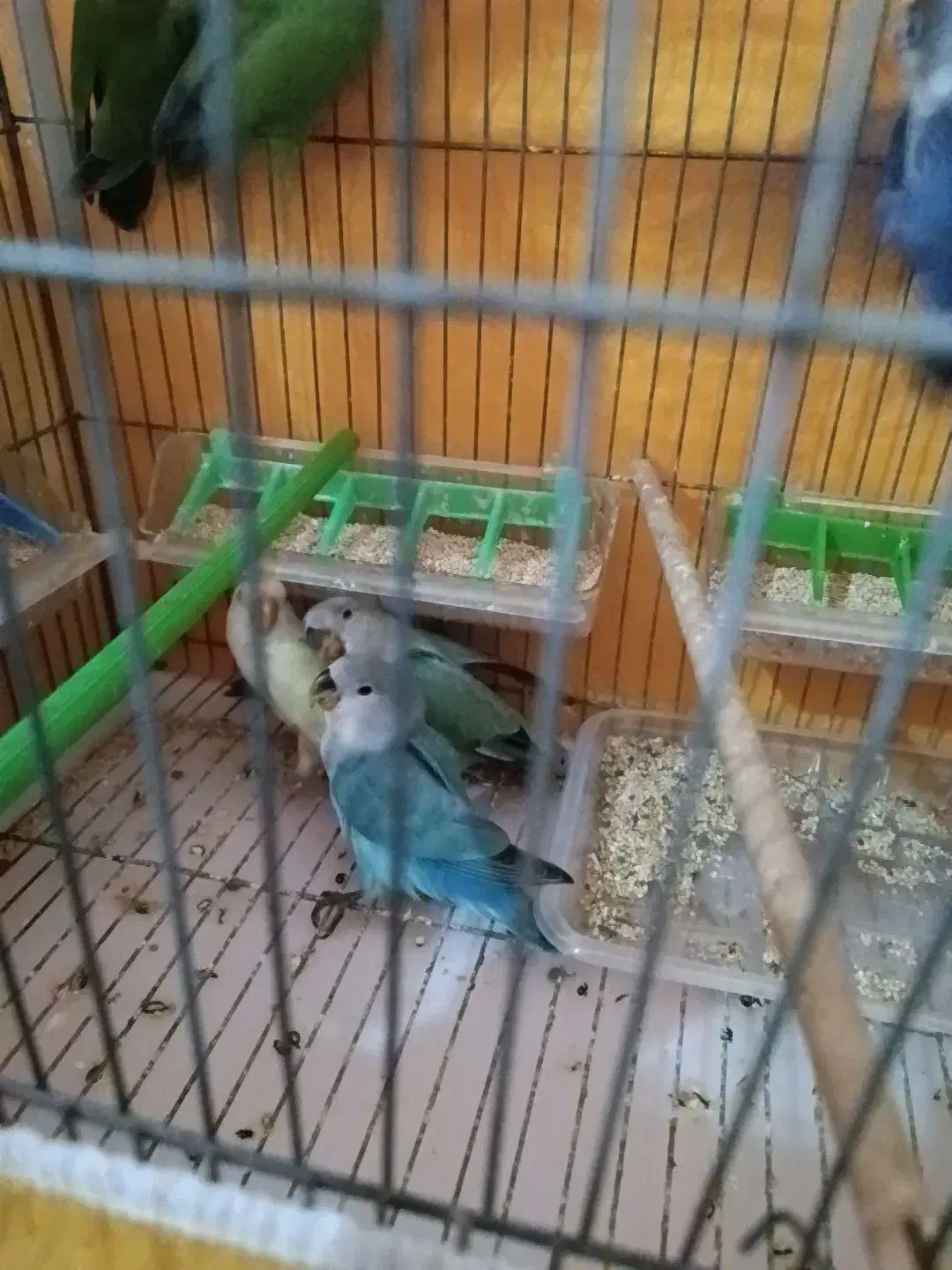 کوتوله برزیلی و اوپال و فیشر|پرنده|اصفهان, برزان|دیوار