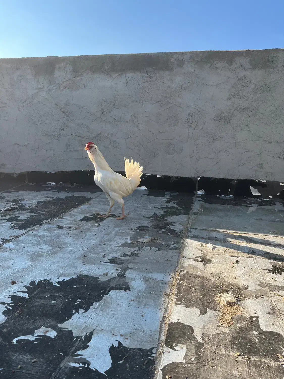 خروس گلین|حیوانات مزرعه|شهرکرد, |دیوار