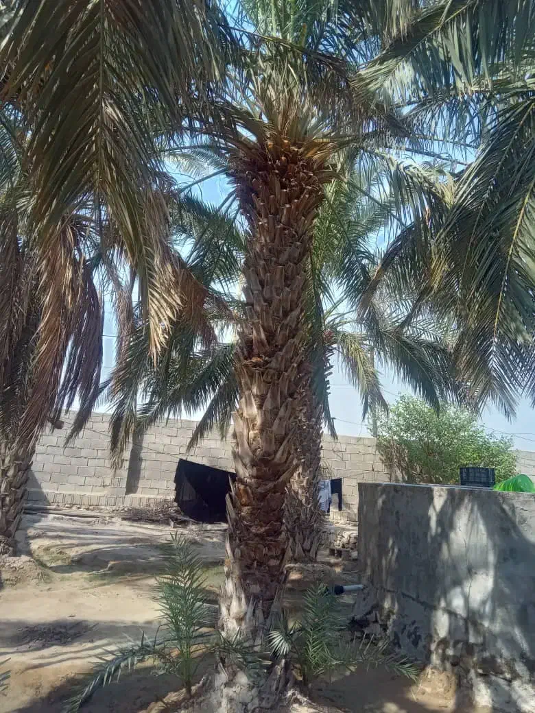 قطع نخل وبرش مخ|خدمات باغبانی و درختکاری|بندر گناوه, |دیوار