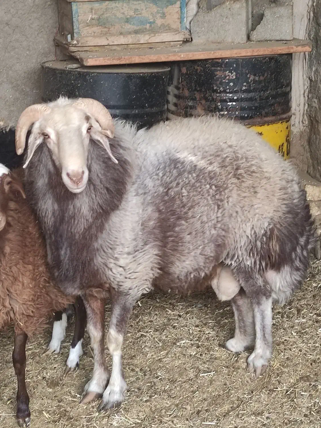 شیشک قوچ افشار چهار دندان 37000000|حیوانات مزرعه|شاهین‌شهر, گزبرخوار|دیوار