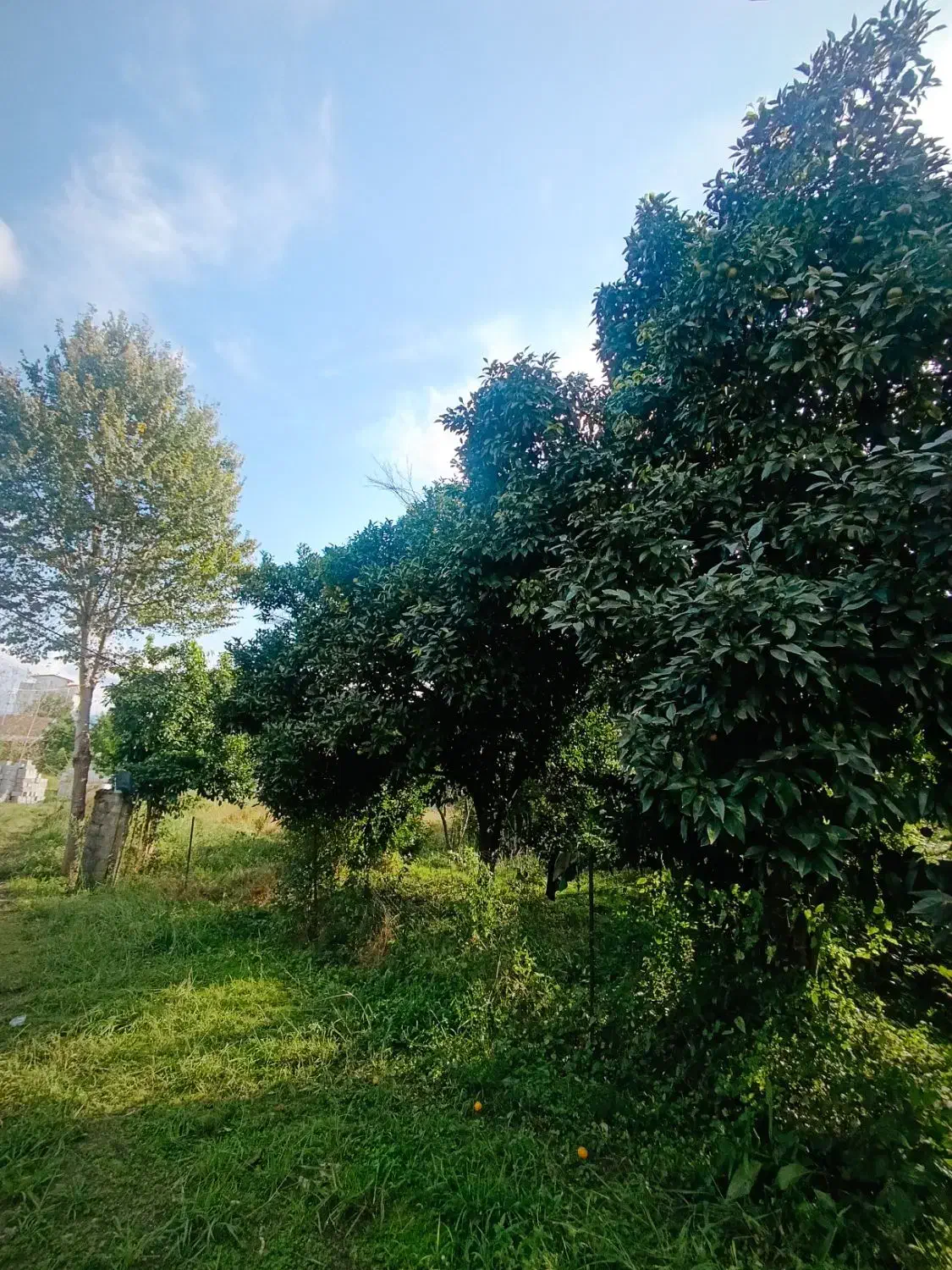 210متر احمدسرگوراب زیبا با پروانه ساخت|فروش زمین و ملک کلنگی|احمدسرگوراب, |دیوار