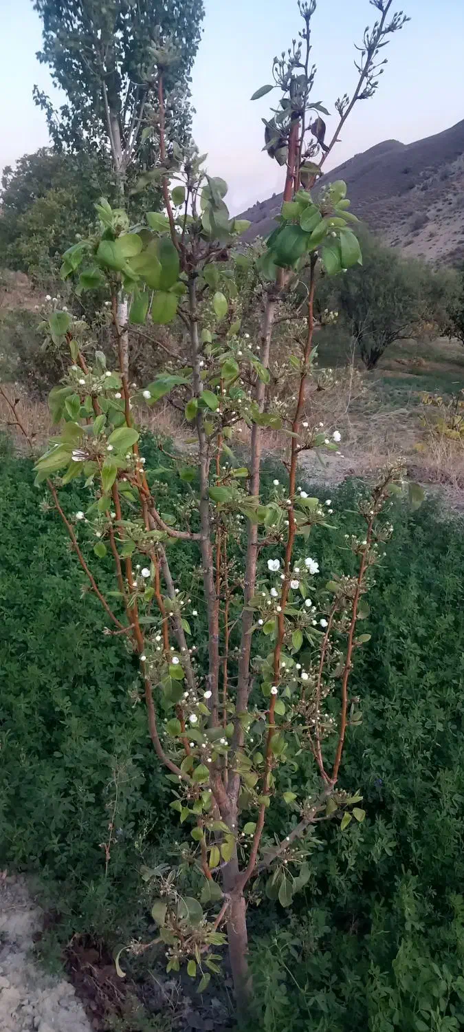 هرس کاری|خدمات باغبانی و درختکاری|شهریار, دهشاد بالا|دیوار