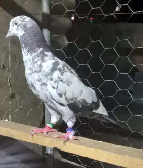 کبوترهای امانتی که گم شدن|حیوانات|خوی, |دیوار