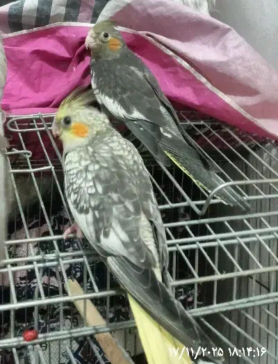 2عدد عروس هلندی۴ماهه تازه دونخور شدن|پرنده|صفادشت, |دیوار