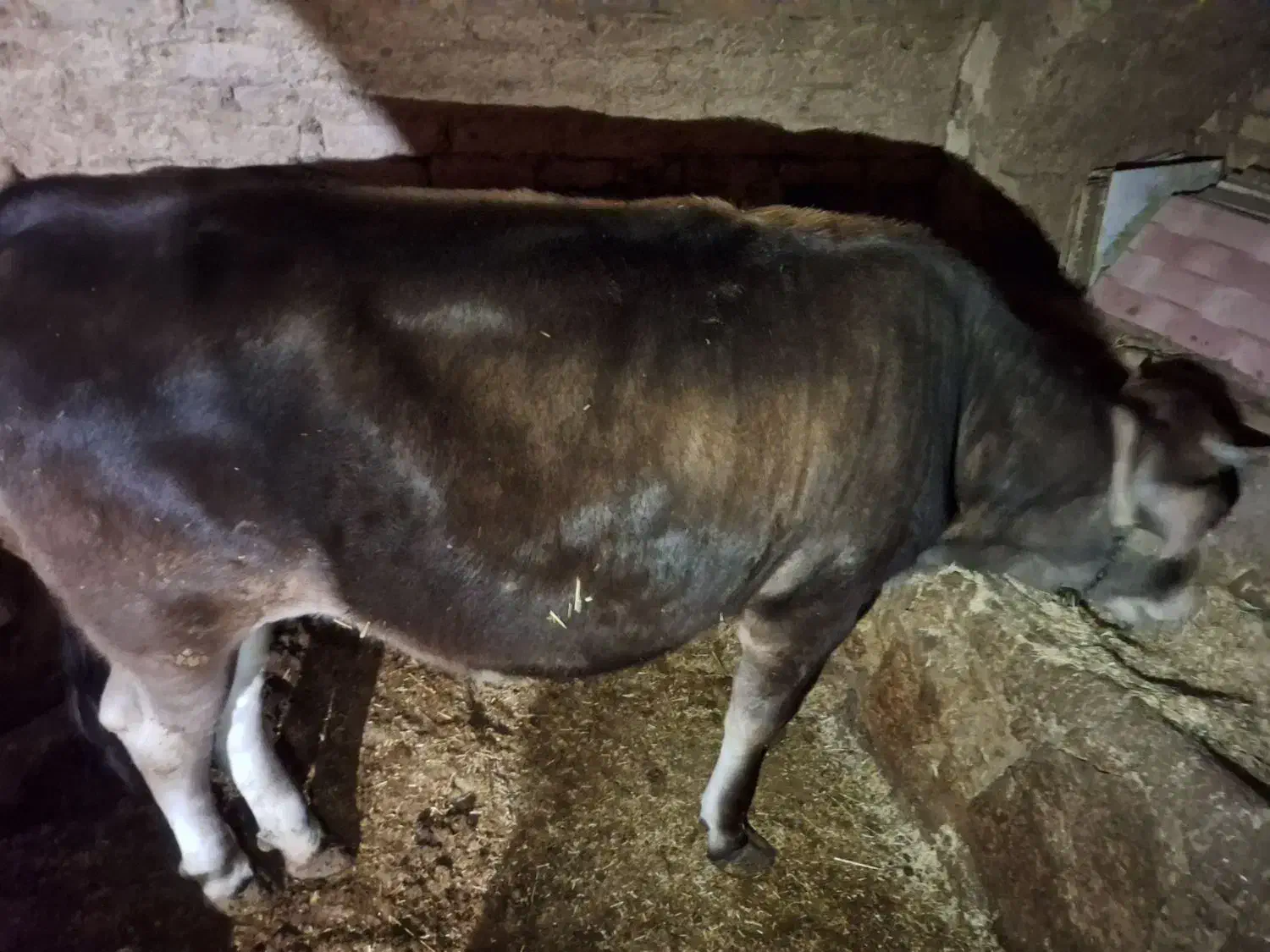 گوساله، گاو، بزغاله|حیوانات مزرعه|اردل, |دیوار