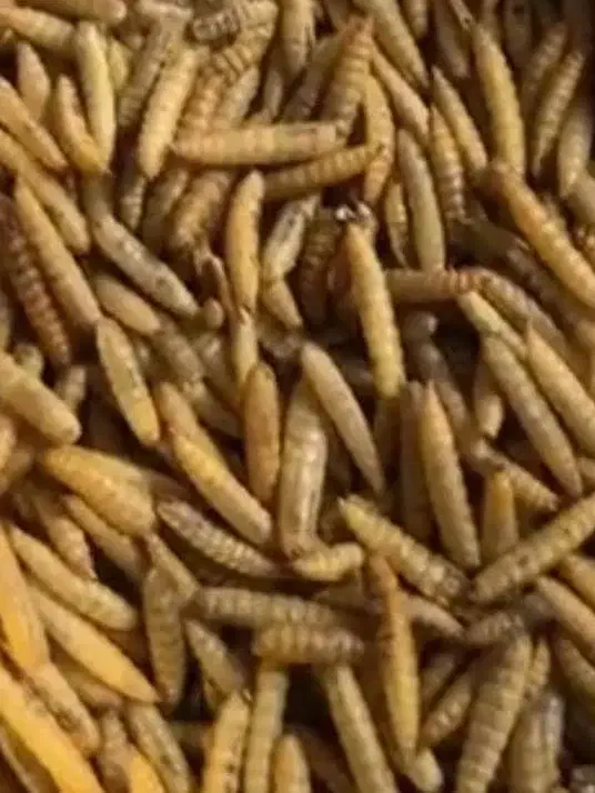 میلورم زنده و خشک و لارو مگس سرباز خشک|لوازم جانبی حیوانات|اهواز, زندوکیلی|دیوار